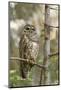 A Spotted Owl in Los Angeles County, California-Neil Losin-Mounted Photographic Print