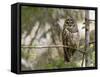 A Spotted Owl (Strix Occidentalis) in Los Angeles County, California.-Neil Losin-Framed Stretched Canvas