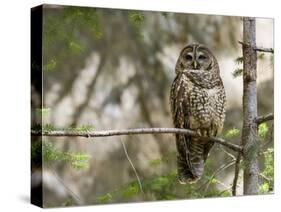 A Spotted Owl (Strix Occidentalis) in Los Angeles County, California.-Neil Losin-Stretched Canvas