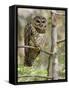 A Spotted Owl (Strix Occidentalis) in Los Angeles County, California.-Neil Losin-Framed Stretched Canvas