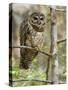 A Spotted Owl (Strix Occidentalis) in Los Angeles County, California.-Neil Losin-Stretched Canvas