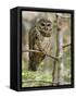 A Spotted Owl (Strix Occidentalis) in Los Angeles County, California.-Neil Losin-Framed Stretched Canvas