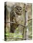 A Spotted Owl (Strix Occidentalis) in Los Angeles County, California.-Neil Losin-Stretched Canvas