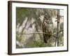 A Spotted Owl (Strix Occidentalis) in Los Angeles County, California.-Neil Losin-Framed Photographic Print