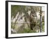 A Spotted Owl (Strix Occidentalis) in Los Angeles County, California.-Neil Losin-Framed Photographic Print