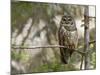 A Spotted Owl (Strix Occidentalis) in Los Angeles County, California.-Neil Losin-Mounted Photographic Print