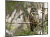 A Spotted Owl (Strix Occidentalis) in Los Angeles County, California.-Neil Losin-Mounted Photographic Print