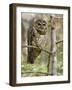 A Spotted Owl (Strix Occidentalis) in Los Angeles County, California.-Neil Losin-Framed Photographic Print