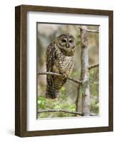 A Spotted Owl (Strix Occidentalis) in Los Angeles County, California.-Neil Losin-Framed Photographic Print