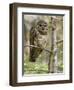 A Spotted Owl (Strix Occidentalis) in Los Angeles County, California.-Neil Losin-Framed Photographic Print