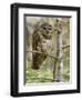 A Spotted Owl (Strix Occidentalis) in Los Angeles County, California.-Neil Losin-Framed Photographic Print