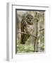 A Spotted Owl (Strix Occidentalis) in Los Angeles County, California.-Neil Losin-Framed Photographic Print