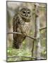 A Spotted Owl (Strix Occidentalis) in Los Angeles County, California.-Neil Losin-Mounted Photographic Print