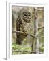 A Spotted Owl (Strix Occidentalis) in Los Angeles County, California.-Neil Losin-Framed Photographic Print