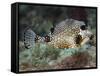 A Spotted Trunkfish, Key Largo, Florida-Stocktrek Images-Framed Stretched Canvas