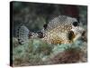 A Spotted Trunkfish, Key Largo, Florida-Stocktrek Images-Stretched Canvas