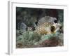 A Spotted Trunkfish, Key Largo, Florida-Stocktrek Images-Framed Photographic Print