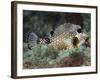 A Spotted Trunkfish, Key Largo, Florida-Stocktrek Images-Framed Photographic Print