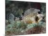 A Spotted Trunkfish, Key Largo, Florida-Stocktrek Images-Mounted Photographic Print