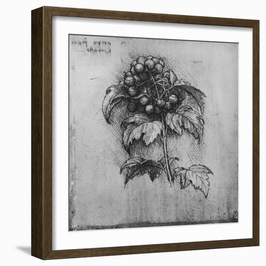 'A Spray of a Plant', c1480 (1945)-Leonardo Da Vinci-Framed Giclee Print