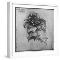 'A Spray of a Plant', c1480 (1945)-Leonardo Da Vinci-Framed Giclee Print