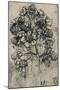 'A Spray of Brambles', c1480 (1945)-Leonardo Da Vinci-Mounted Giclee Print