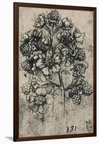 'A Spray of Brambles', c1480 (1945)-Leonardo Da Vinci-Framed Giclee Print