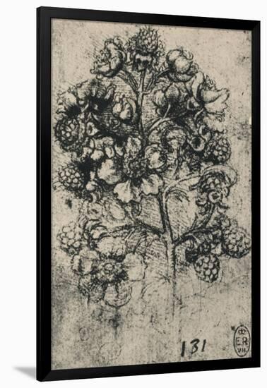 'A Spray of Brambles', c1480 (1945)-Leonardo Da Vinci-Framed Giclee Print