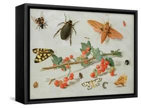 A Sprig of Redcurrants with an Elephant Hawk Moth, a Magpie Moth and Other Insects, 1657-Jan van Kessel the Elder-Framed Stretched Canvas