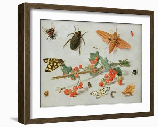 A Sprig of Redcurrants with an Elephant Hawk Moth, a Magpie Moth and Other Insects, 1657-Jan van Kessel the Elder-Framed Giclee Print