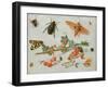 A Sprig of Redcurrants with an Elephant Hawk Moth, a Magpie Moth and Other Insects, 1657-Jan van Kessel the Elder-Framed Giclee Print