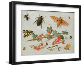 A Sprig of Redcurrants with an Elephant Hawk Moth, a Magpie Moth and Other Insects, 1657-Jan van Kessel the Elder-Framed Giclee Print