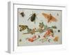 A Sprig of Redcurrants with an Elephant Hawk Moth, a Magpie Moth and Other Insects, 1657-Jan van Kessel the Elder-Framed Giclee Print