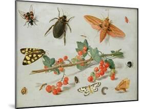 A Sprig of Redcurrants with an Elephant Hawk Moth, a Magpie Moth and Other Insects, 1657-Jan van Kessel the Elder-Mounted Giclee Print