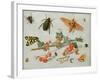 A Sprig of Redcurrants with an Elephant Hawk Moth, a Magpie Moth and Other Insects, 1657-Jan van Kessel the Elder-Framed Giclee Print