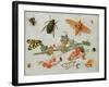 A Sprig of Redcurrants with an Elephant Hawk Moth, a Magpie Moth and Other Insects, 1657-Jan van Kessel the Elder-Framed Giclee Print