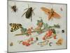 A Sprig of Redcurrants with an Elephant Hawk Moth, a Magpie Moth and Other Insects, 1657-Jan van Kessel the Elder-Mounted Giclee Print