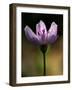 A Spring Beauty, Also Know as Fairy-Spud-null-Framed Photographic Print