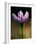 A Spring Beauty, Also Know as Fairy-Spud-null-Framed Photographic Print