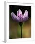 A Spring Beauty, Also Know as Fairy-Spud-null-Framed Photographic Print