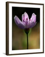 A Spring Beauty, Also Know as Fairy-Spud-null-Framed Photographic Print