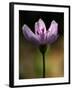 A Spring Beauty, Also Know as Fairy-Spud-null-Framed Photographic Print