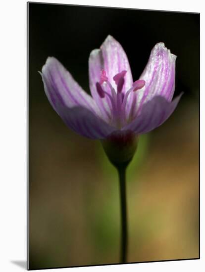 A Spring Beauty, Also Know as Fairy-Spud-null-Mounted Photographic Print
