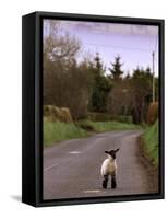 A Spring Lamb Walks in the Scenic Glens of Antrim in Cushendall, Northern Ireland-null-Framed Stretched Canvas