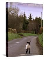 A Spring Lamb Walks in the Scenic Glens of Antrim in Cushendall, Northern Ireland-null-Stretched Canvas