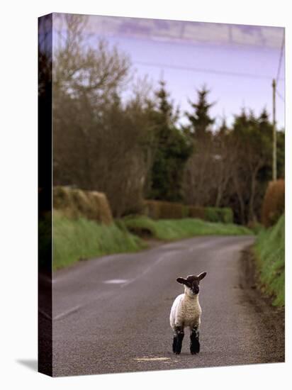 A Spring Lamb Walks in the Scenic Glens of Antrim in Cushendall, Northern Ireland-null-Stretched Canvas