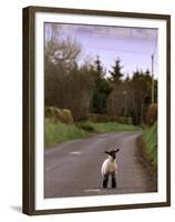 A Spring Lamb Walks in the Scenic Glens of Antrim in Cushendall, Northern Ireland-null-Framed Premium Photographic Print