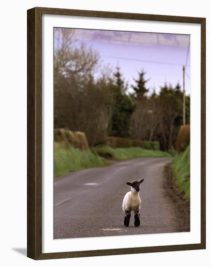 A Spring Lamb Walks in the Scenic Glens of Antrim in Cushendall, Northern Ireland-null-Framed Premium Photographic Print