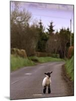 A Spring Lamb Walks in the Scenic Glens of Antrim in Cushendall, Northern Ireland-null-Mounted Premium Photographic Print