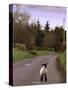 A Spring Lamb Walks in the Scenic Glens of Antrim in Cushendall, Northern Ireland-null-Stretched Canvas